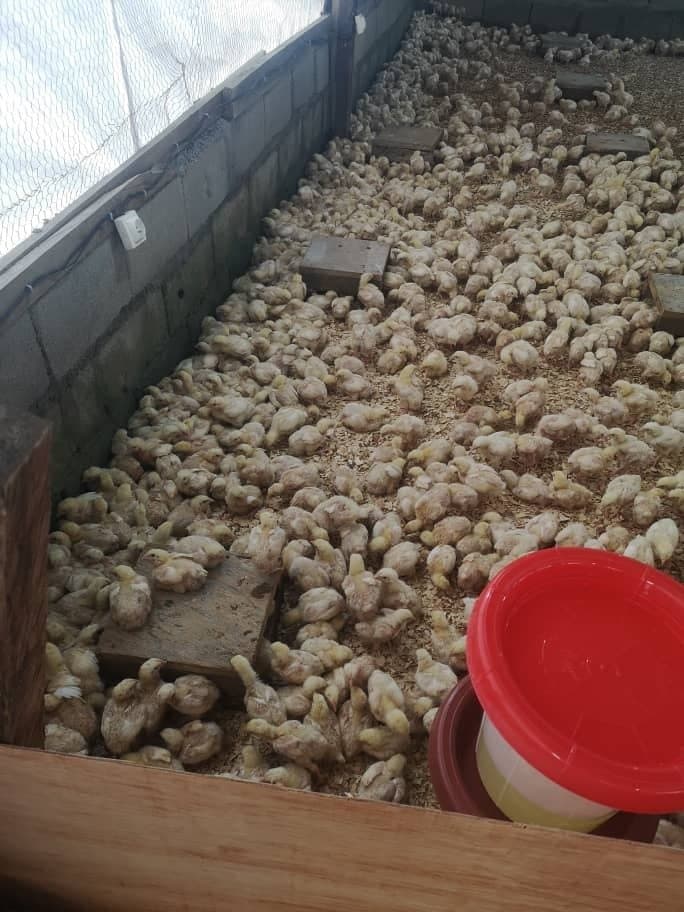 Poussins pré chhauffer — 1/1