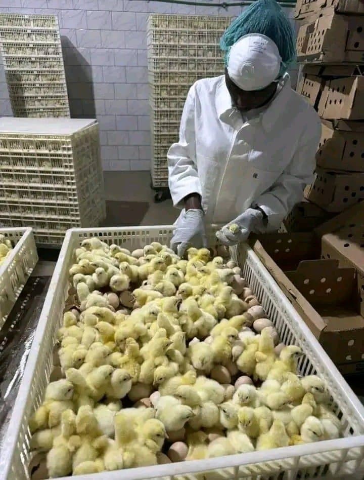 Poussins de qualité de Un jour — 1/2