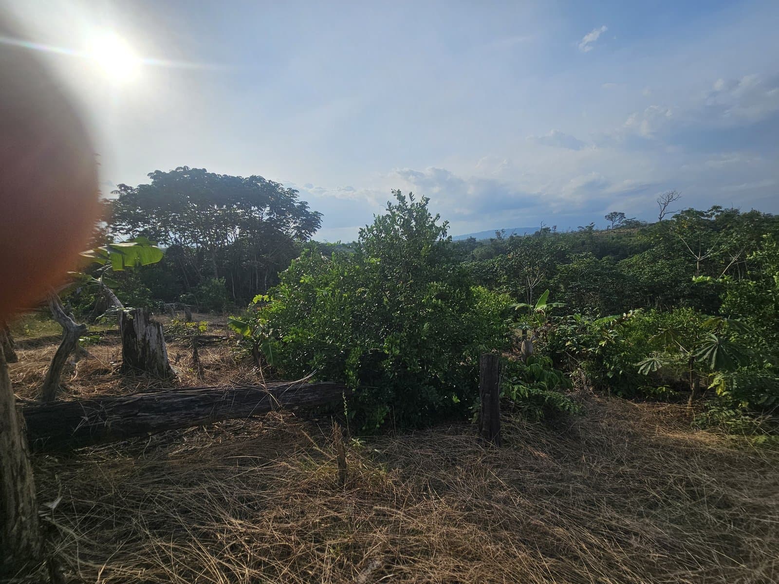 Plantation fruitière du moungo ( citron,mangue,safou,avocat — 1/10