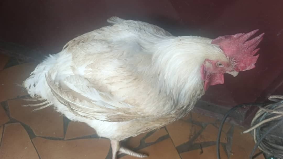 Poulets de chair — 1/4